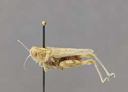 Image of California Saltbush Grasshopper