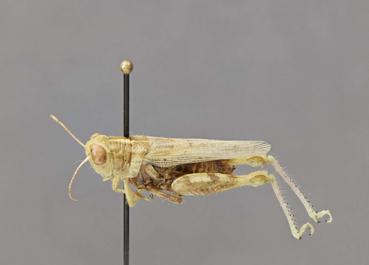 Image of California Saltbush Grasshopper