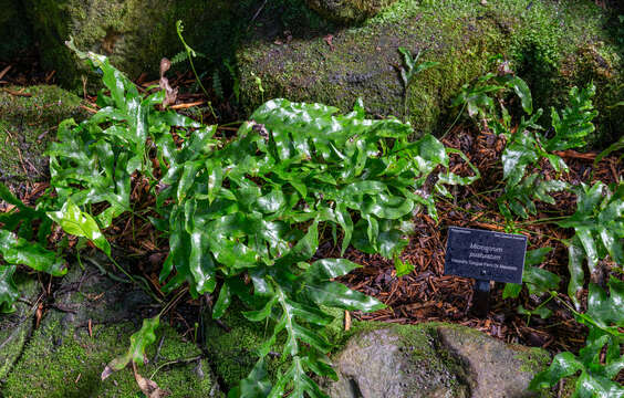 Plancia ëd Phymatosorus pustulatus subsp. pustulatus