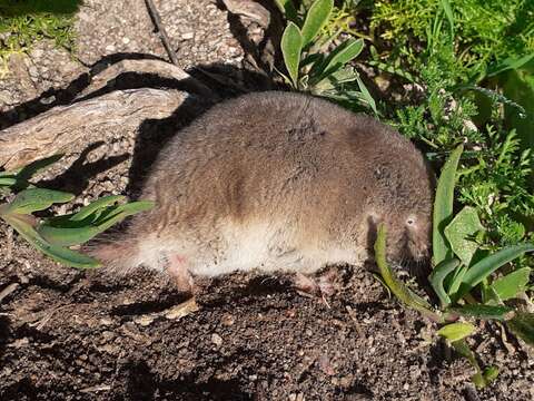 Image of Mole-rats