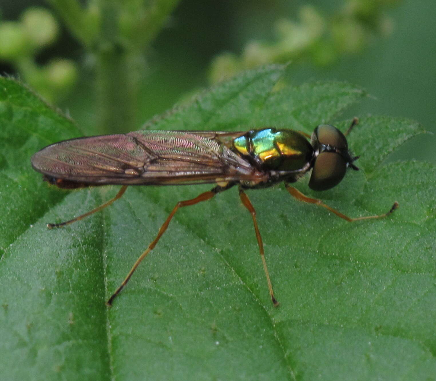 Image of Sargus bipunctatus (Scopoli 1763)