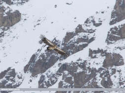 Image of Himalayan Griffon