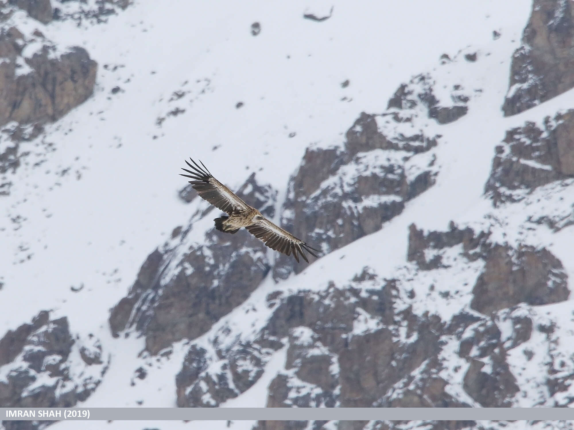 Image of Himalayan Griffon