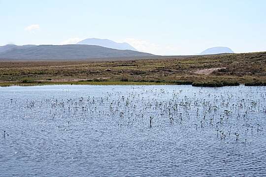 Image of bogbean