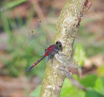 Image of ruby whiteface