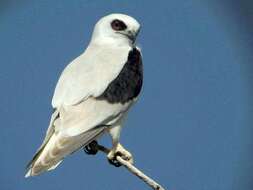 Image of Letter-winged Kite