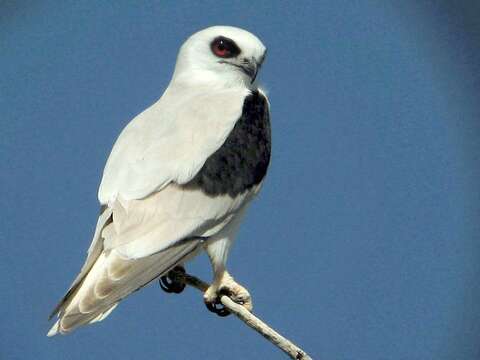 Image of Letter-winged Kite