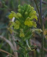 Image of Yellow Glandweed