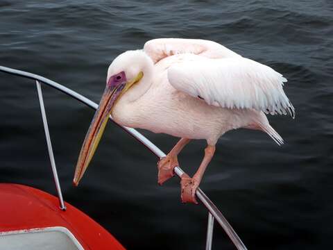 Image of Great White Pelican