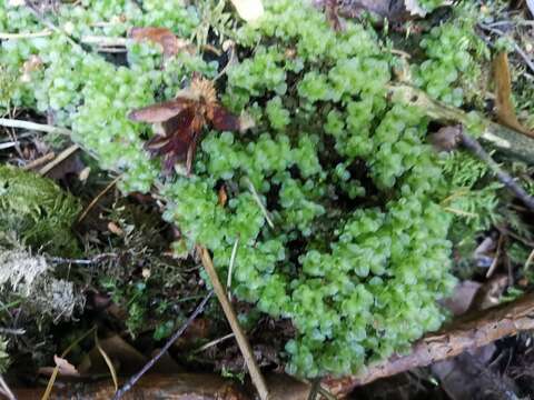 Image of Dotted Thyme-moss