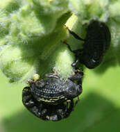 Image of Milkweed Stem Weevil