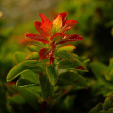 Image of Vaccinium cylindraceum Sm.