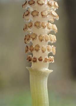 Image of Shady Horsetail