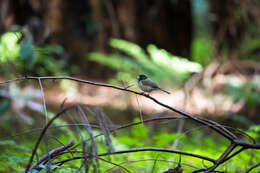 Image of juncos