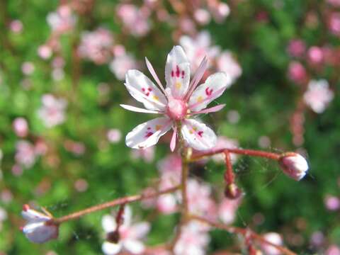 Image of Saxifraga umbrosa L.