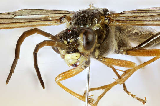 Image of <i>Tenthredopsis nassata</i>