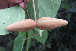 Image of Marsdenia volubilis (L. fil.) Cooke