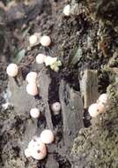 Image of Lycogala epidendrum