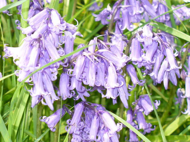 Image de jacinthe des bois