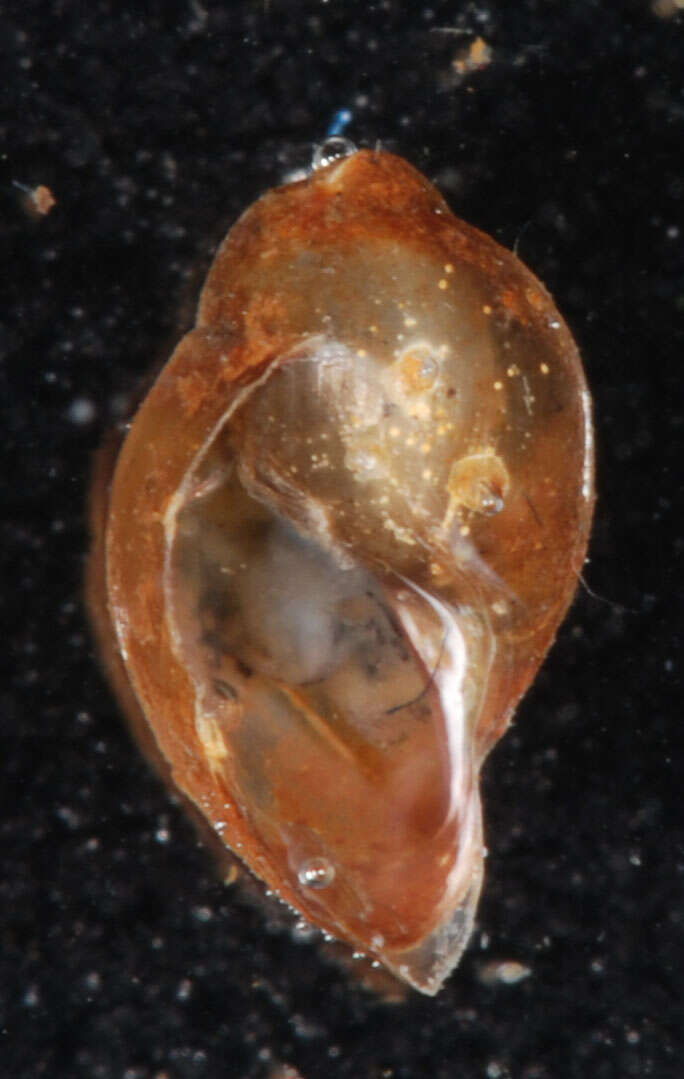 Image of acute bladder snail