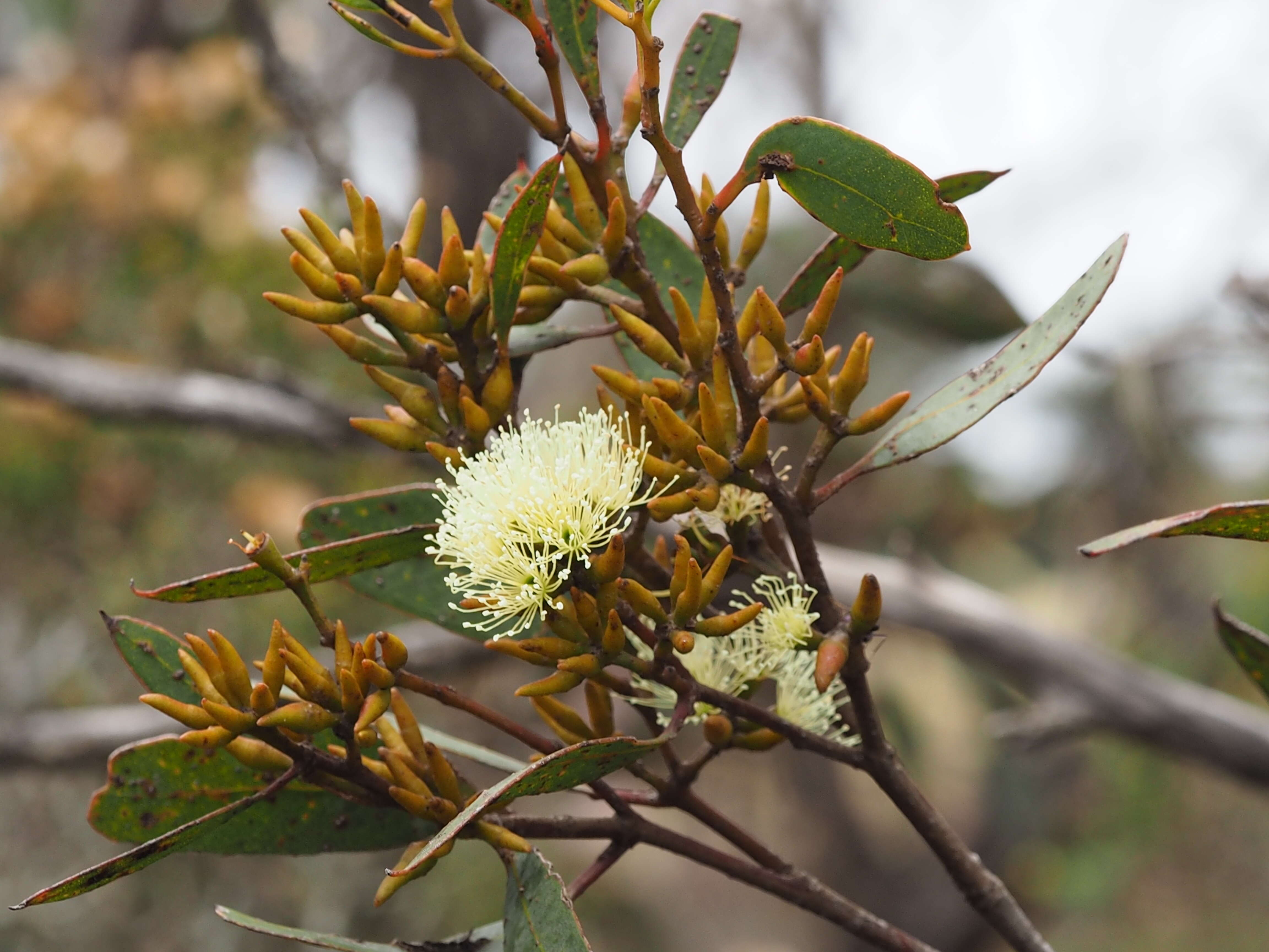 Image of Eucalyptus hebetifolia M. I. H. Brooker & S. D. Hopper