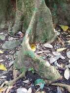 Image of Florida strangler fig