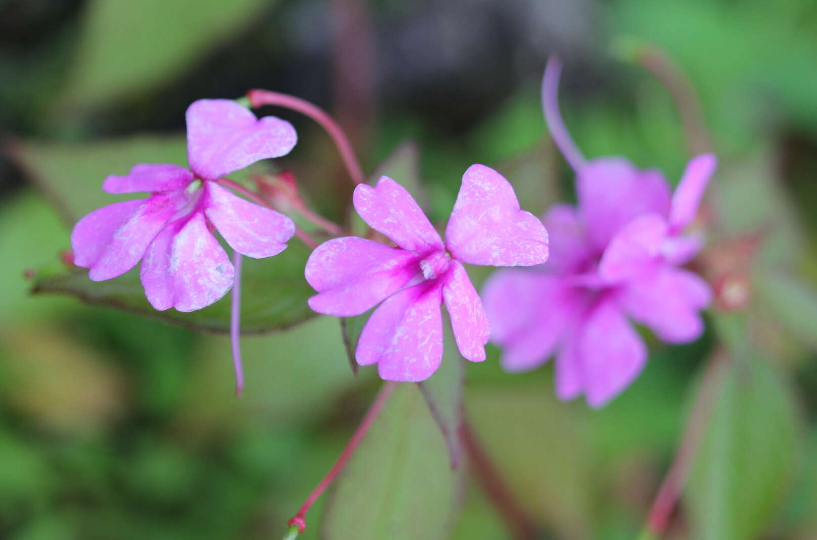 Image of Impatiens flaccida Arn.