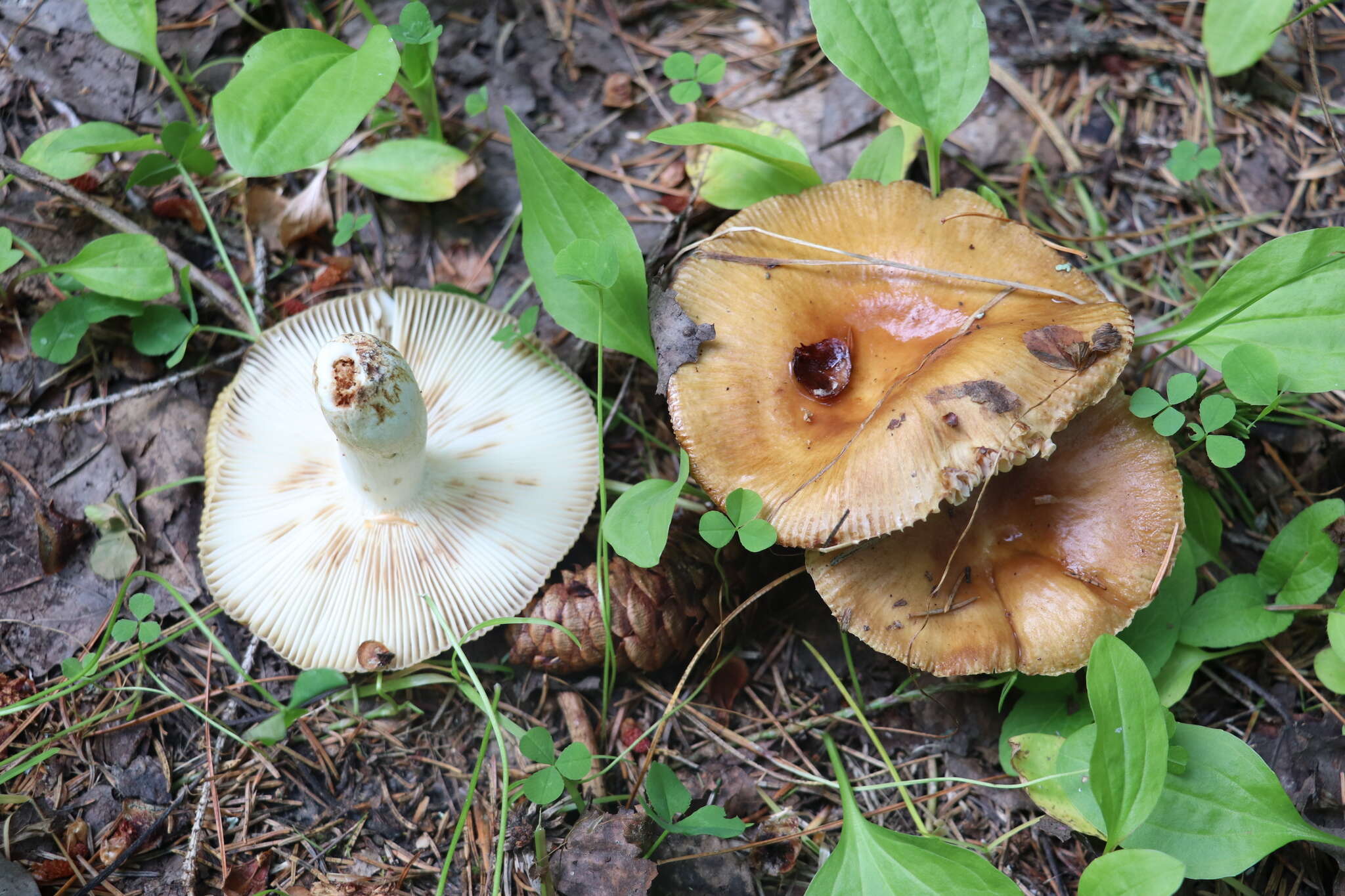 Image of Stinking Russula