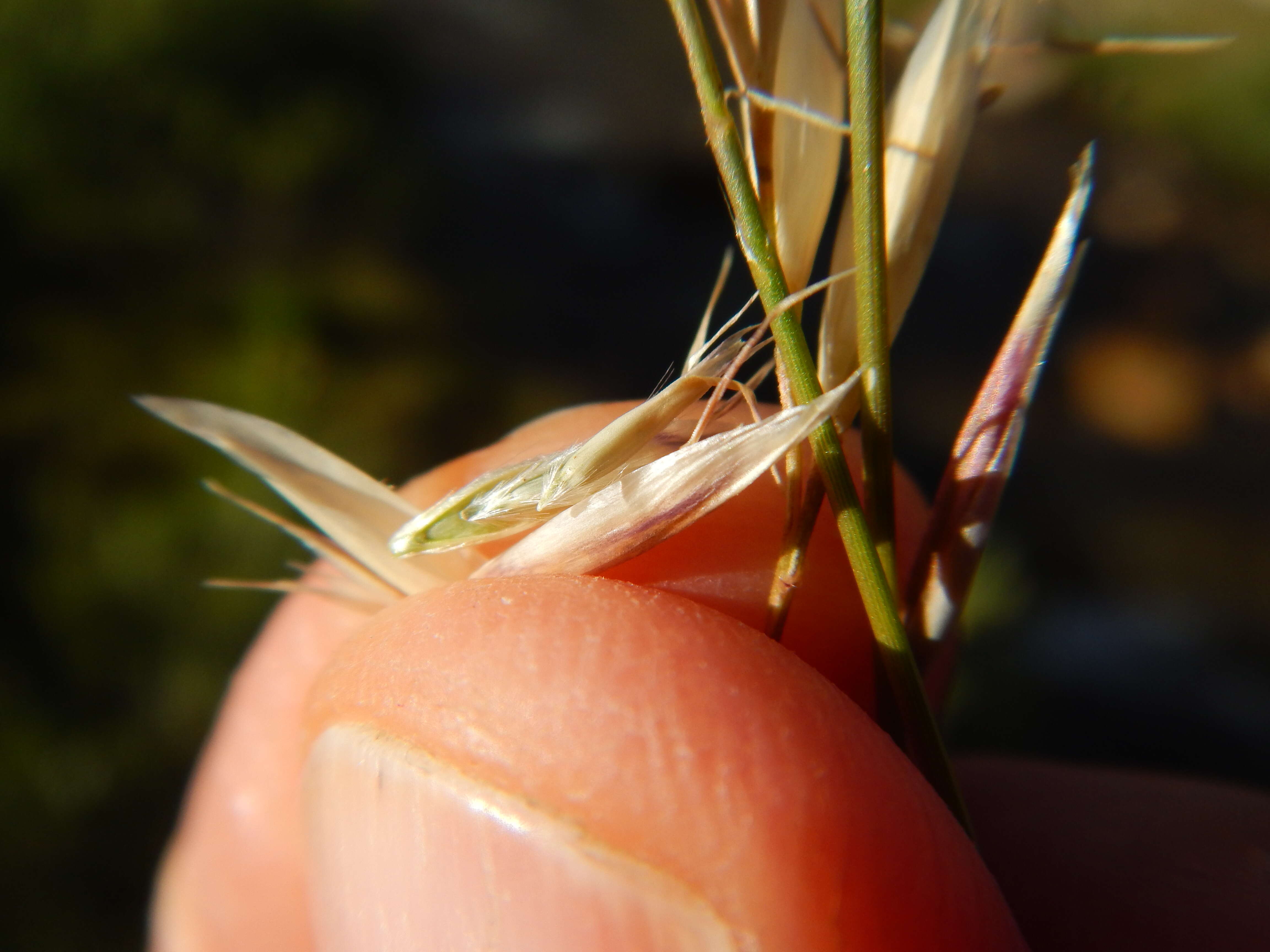 Image de Danthonia intermedia Vasey