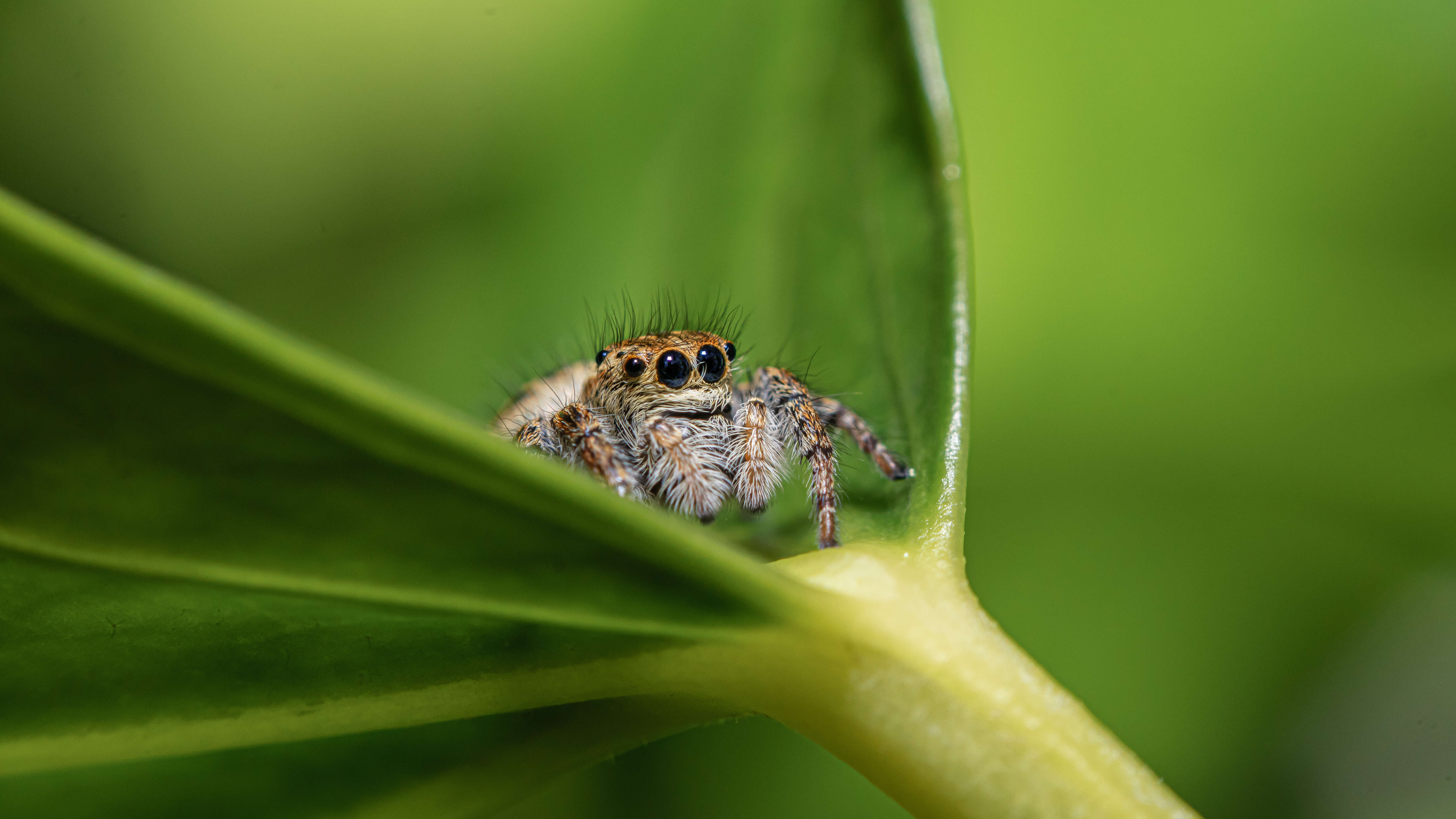 Carrhotus xanthogramma (Latreille 1819) resmi