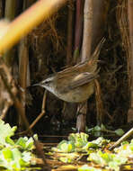 Image of Moustached Warbler