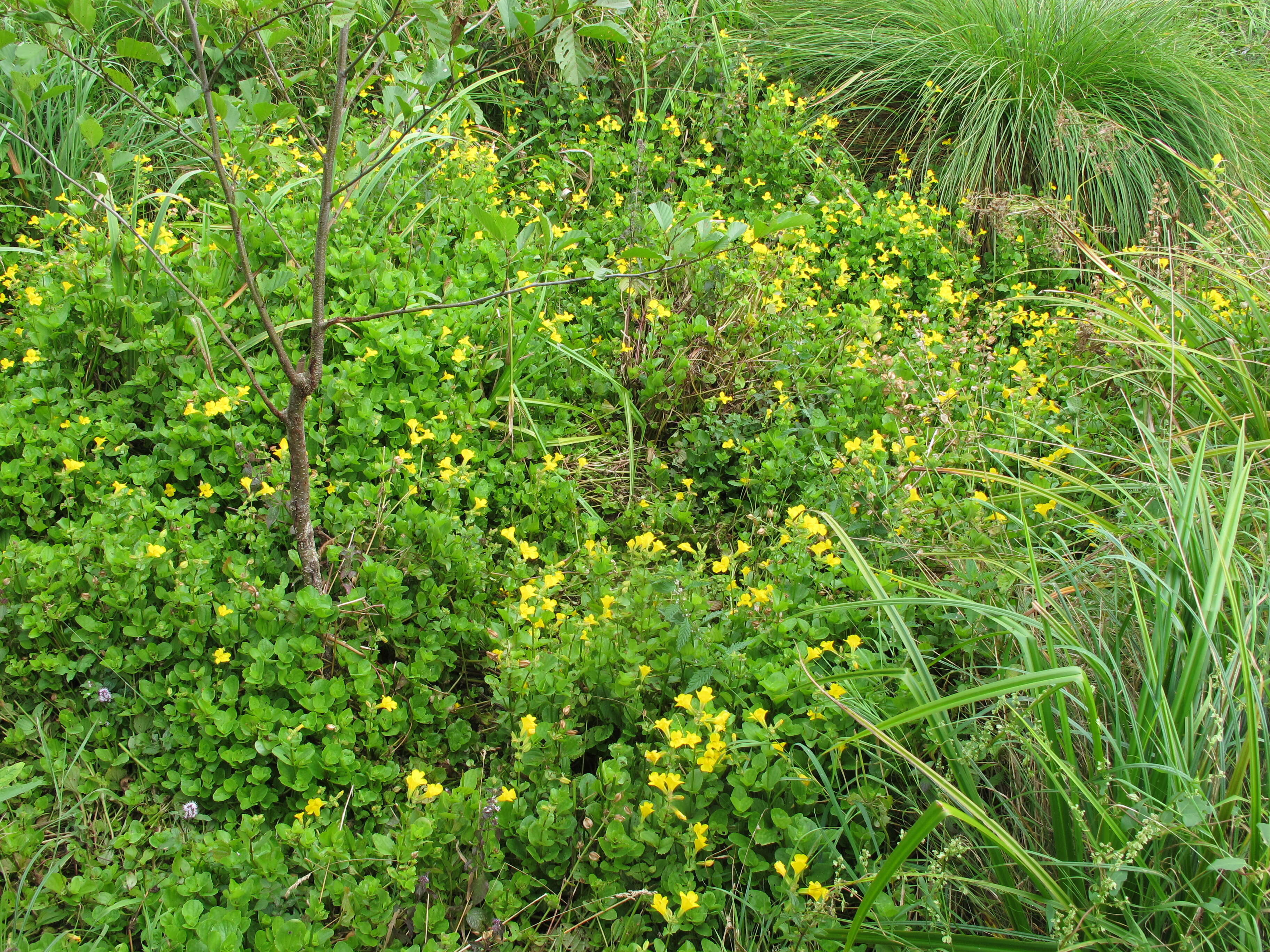 Image of Erythranthe guttata (DC.) G. L. Nesom