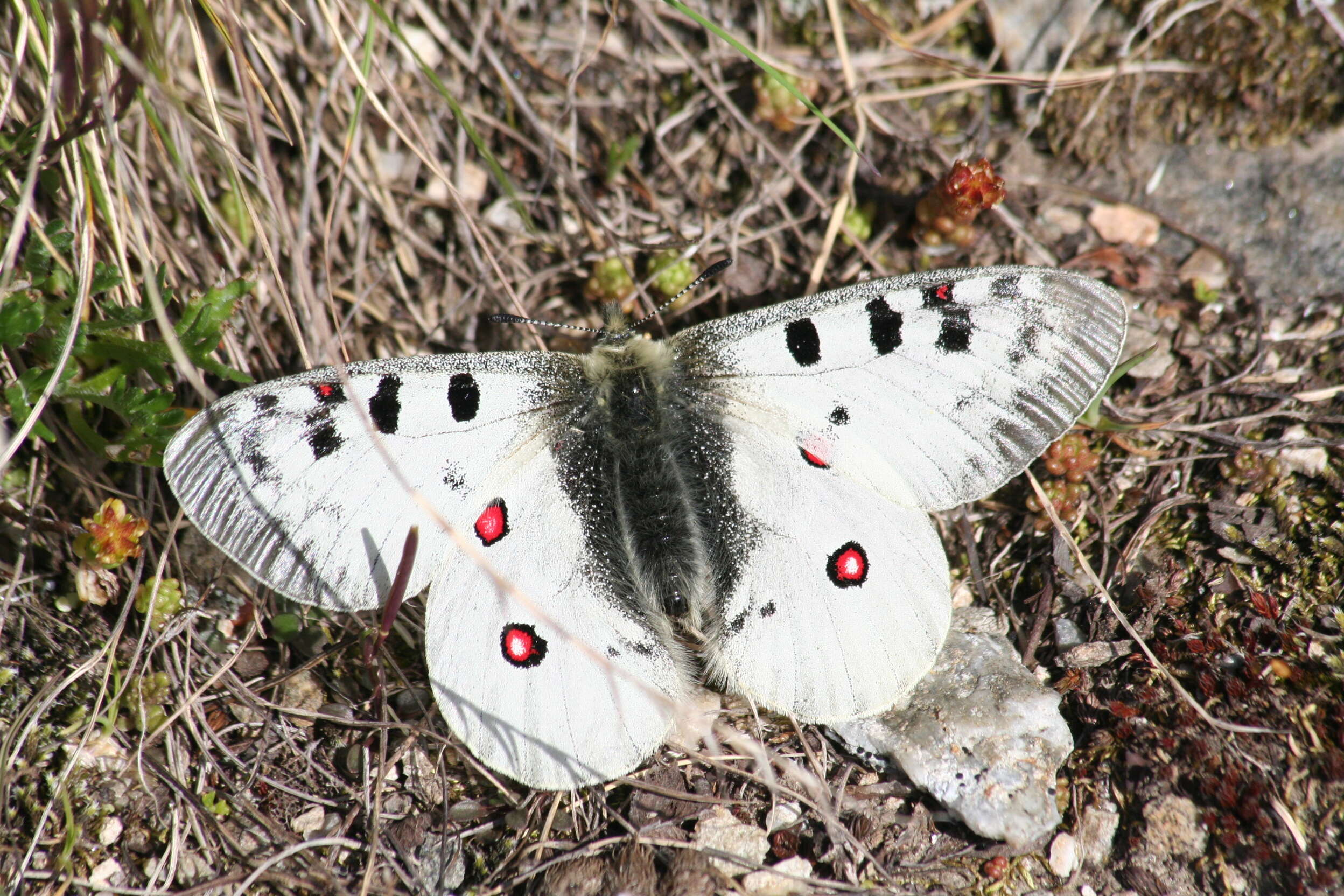 Image de Petit Apollon