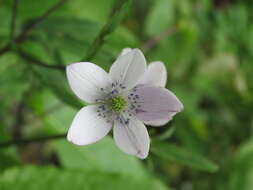 Image of <i>Anemone rivularis</i>