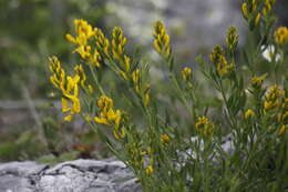 Imagem de Genista tinctoria L.