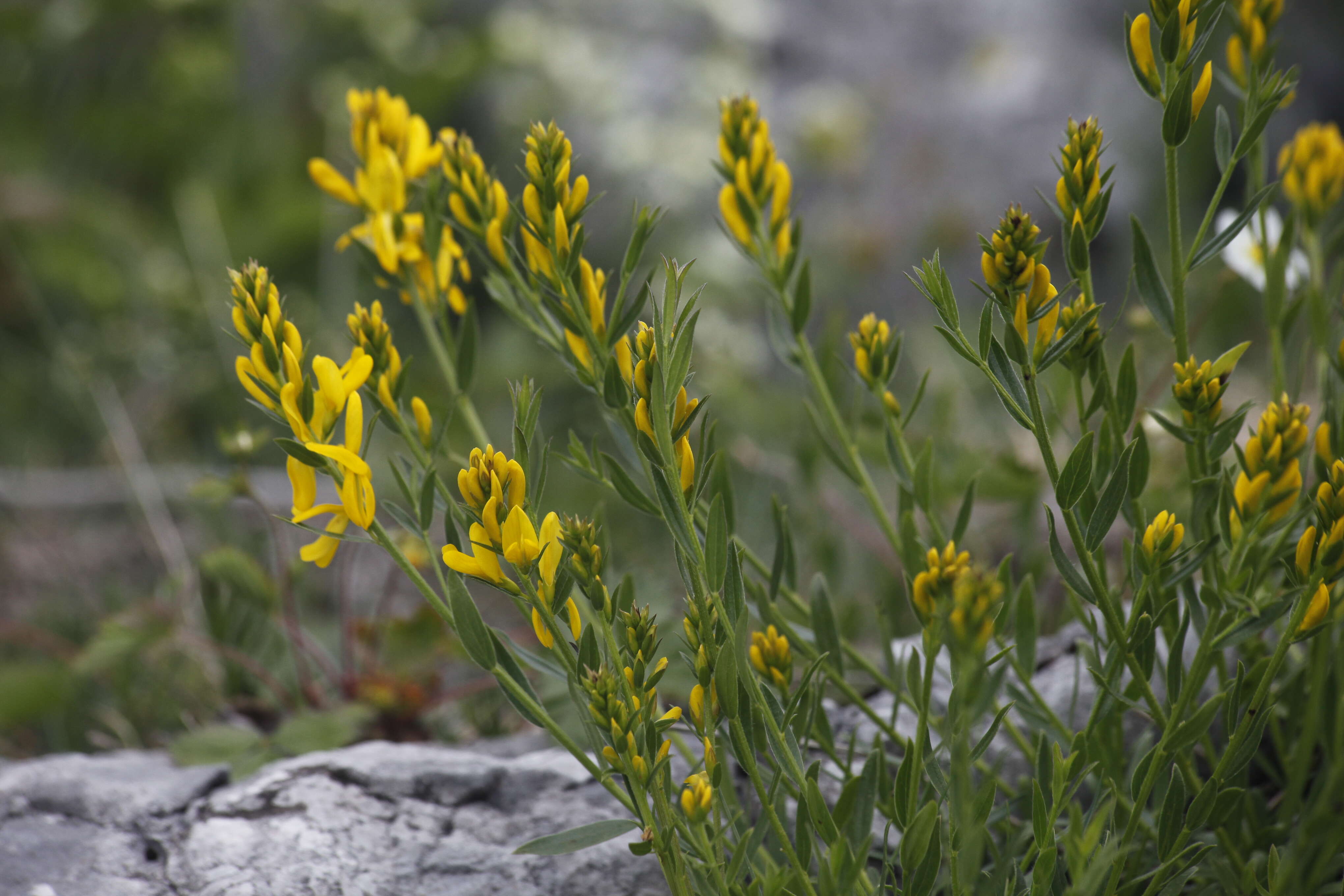 Imagem de Genista tinctoria L.