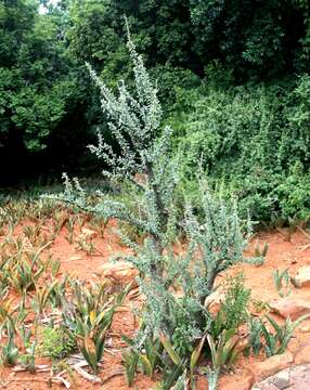 Image of Eastern sesame-bush