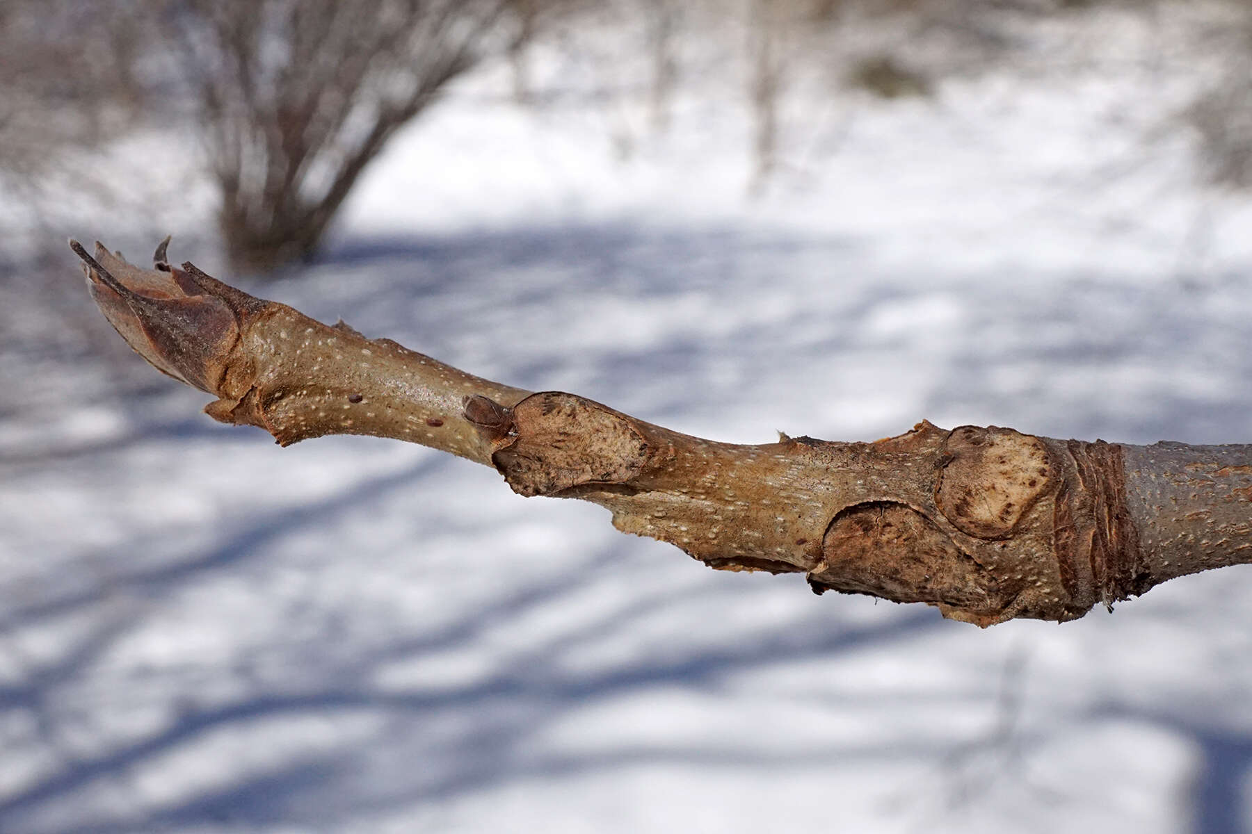 Image of shellbark hickory