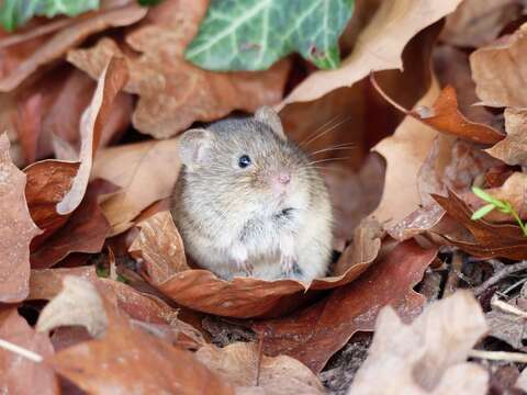 Image of wood mouse, long-tailed field mouse