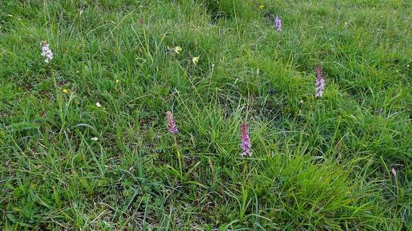 Image de Orchis odorant