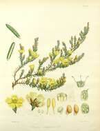 Image of Hibbertia ericifolia Hook. fil.