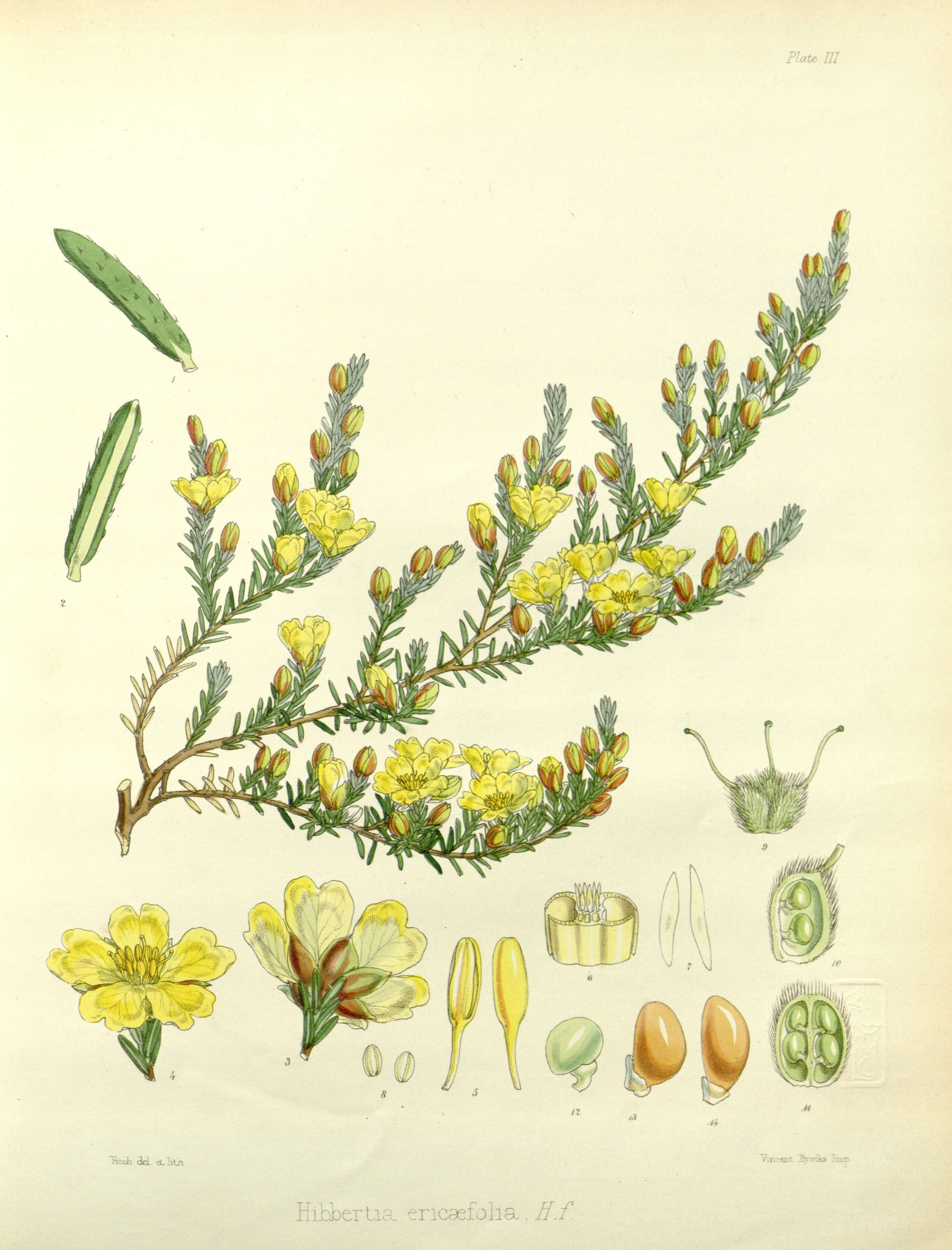 Image of Hibbertia ericifolia Hook. fil.