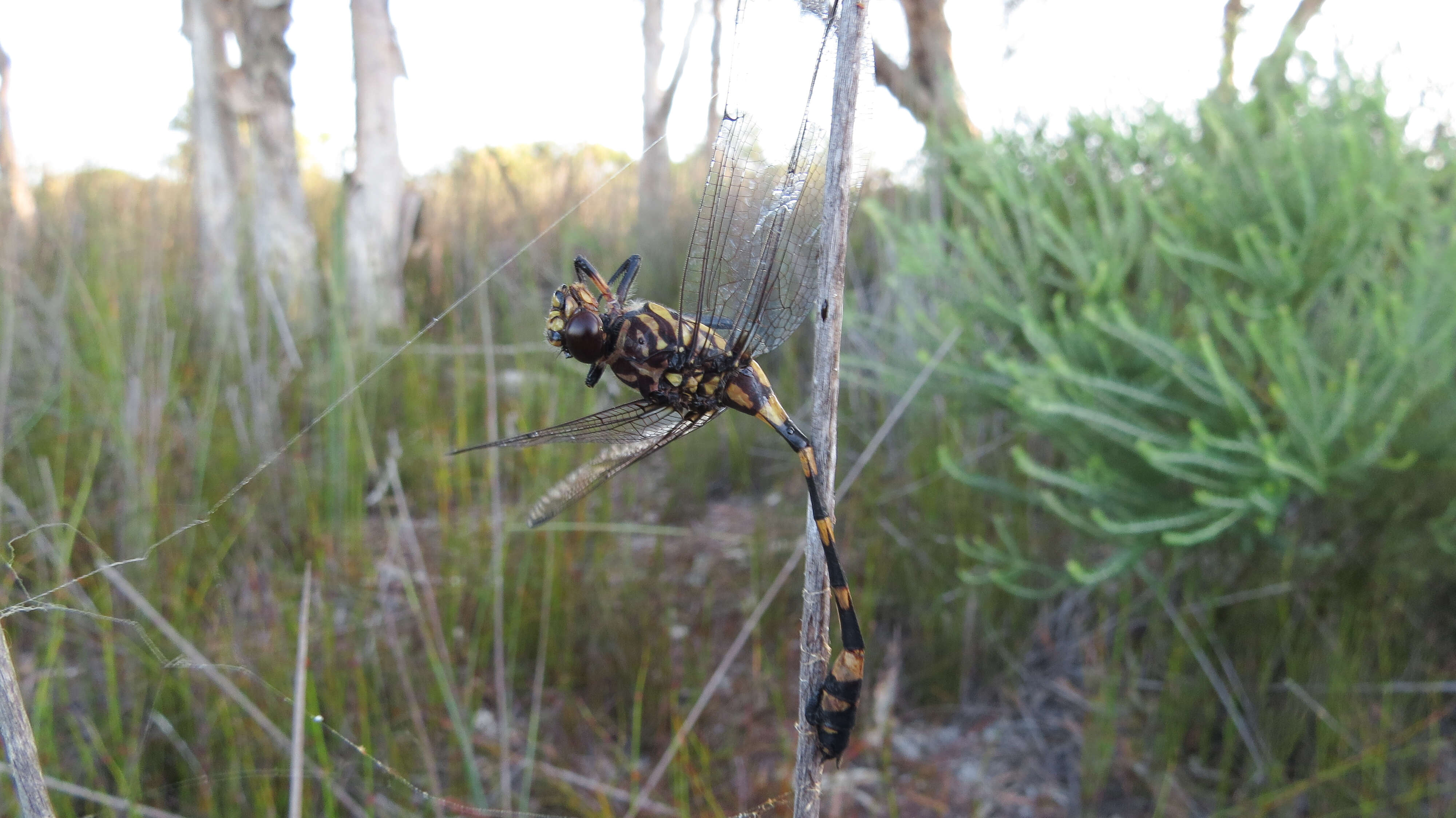 Imagem de Ictinogomphus australis (Selys 1873)