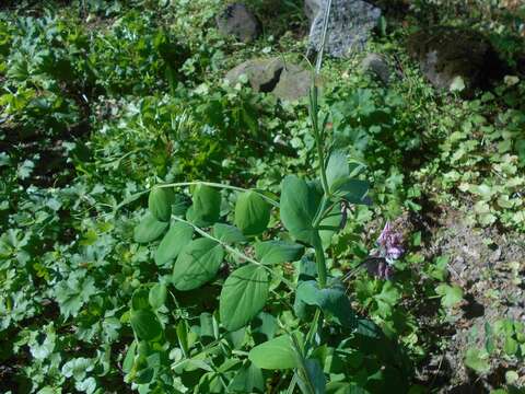 Image of Lathyrus pisiformis L.