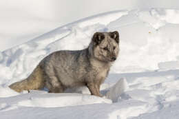 Image of Arctic Fox