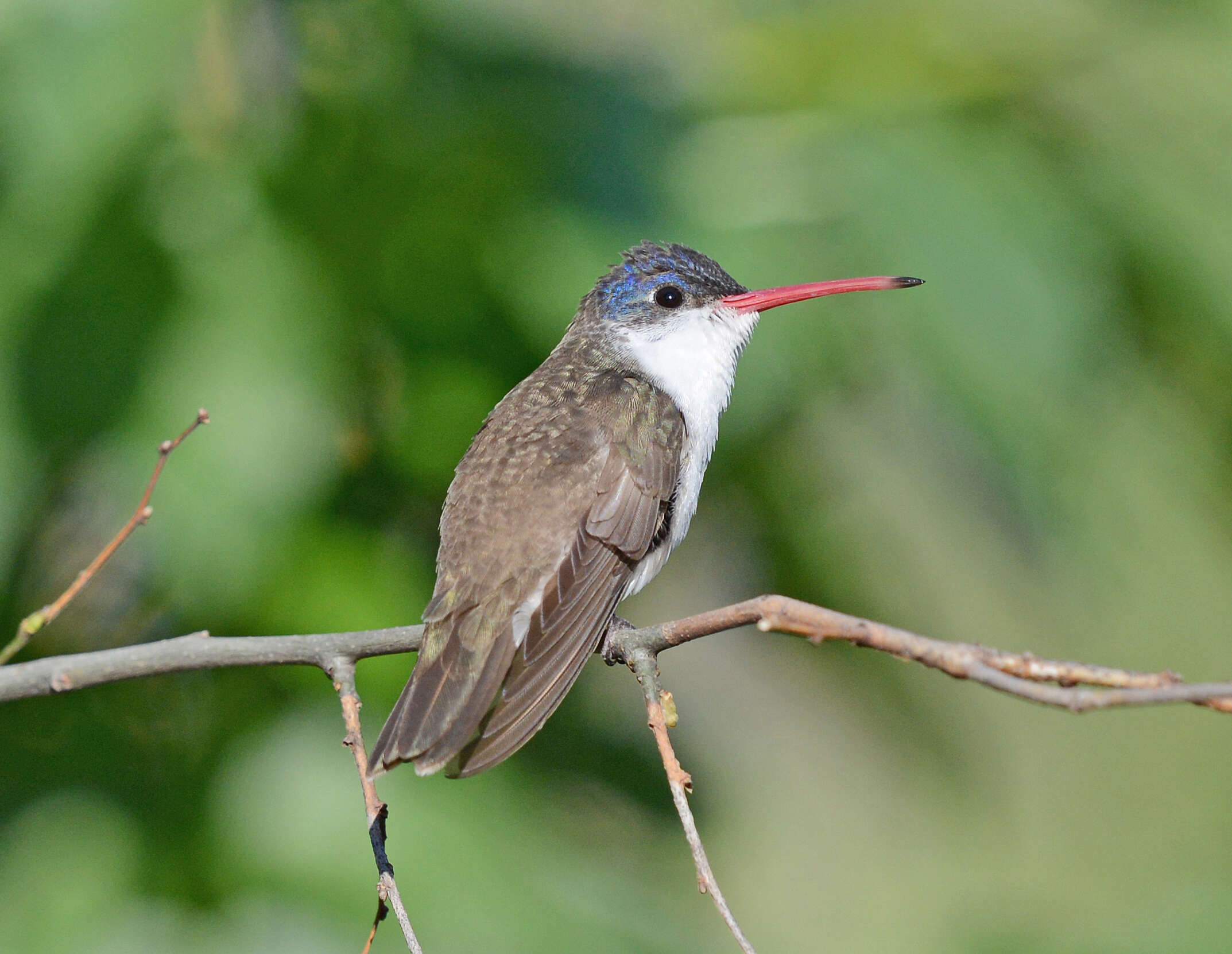 Image of Amazilia violiceps