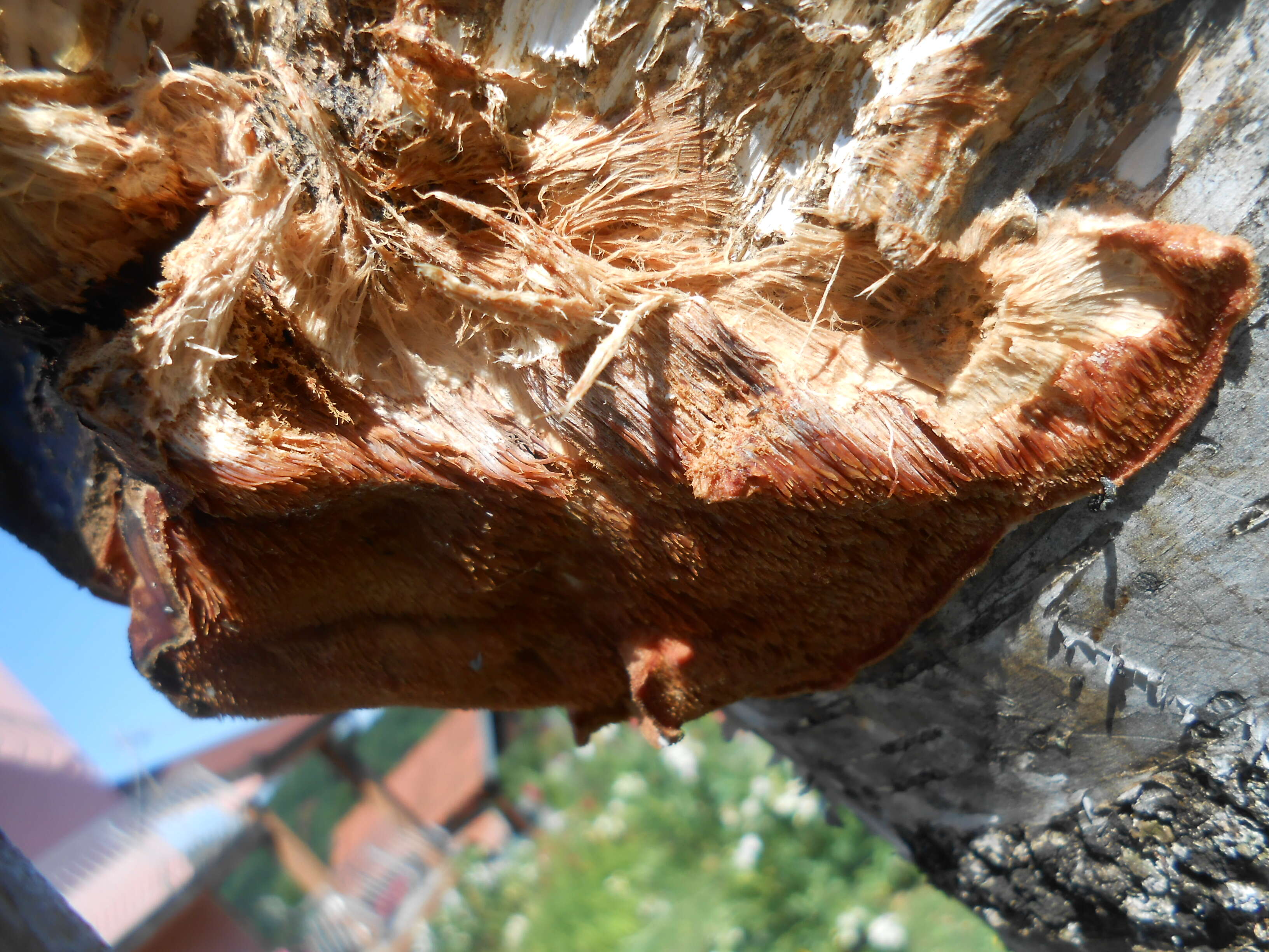 Image of Orchard toothcrust