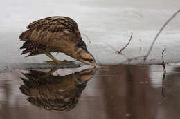 Image of great bittern, bittern