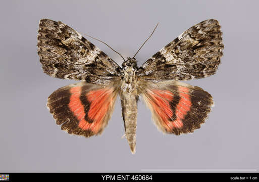 Image of Light crimson underwing moth