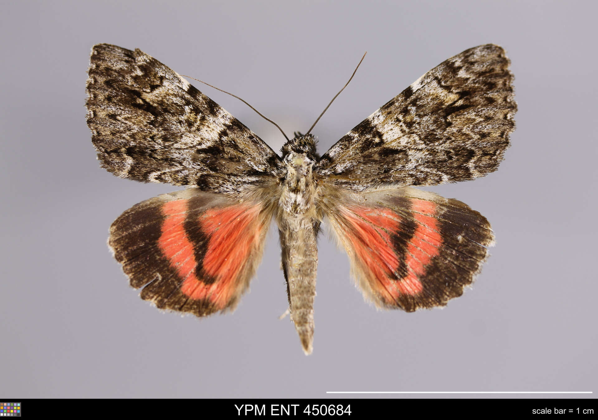 Image of Light crimson underwing moth
